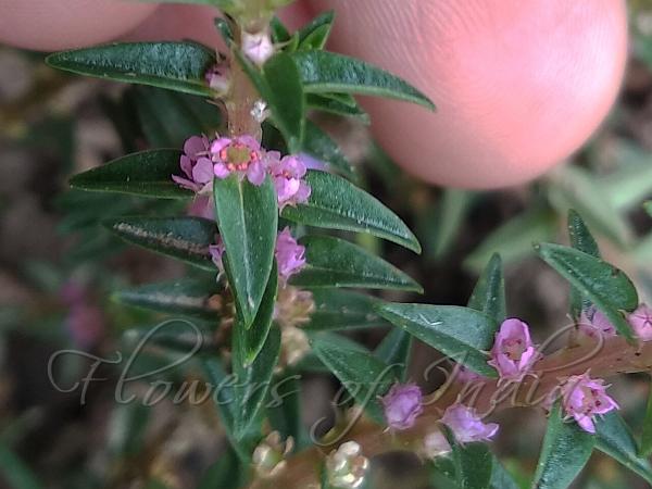 Rosy Rotala